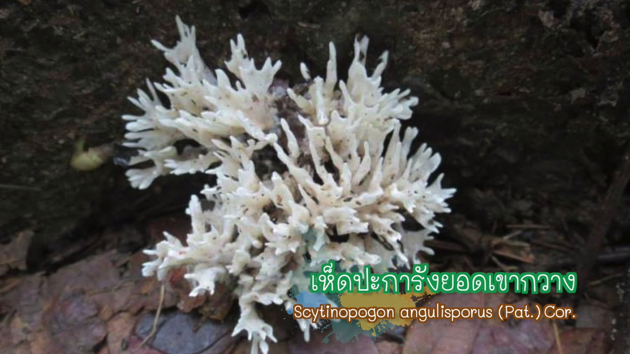 NatureSpy631105-08