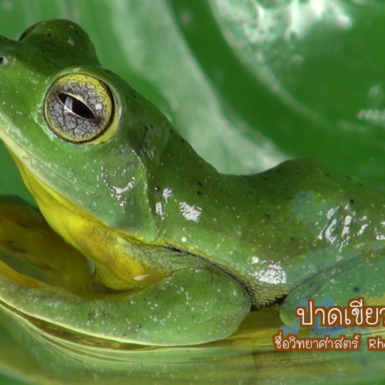 NatureSpy631106-09