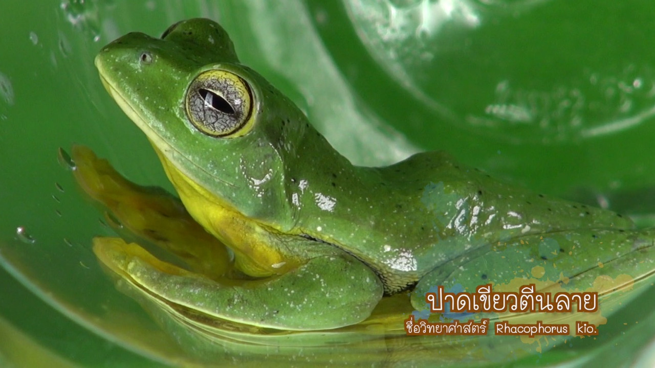 NatureSpy631106-09