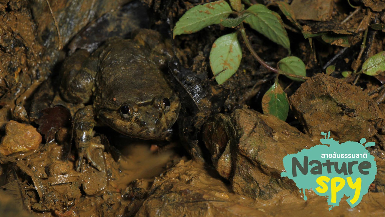 NatureSpy631109-05