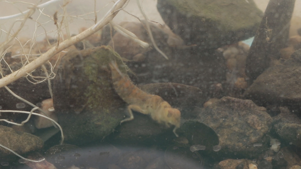 NatureSpy631111-04