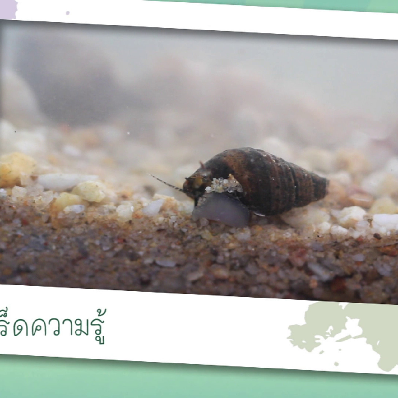 NatureSpy631113-02