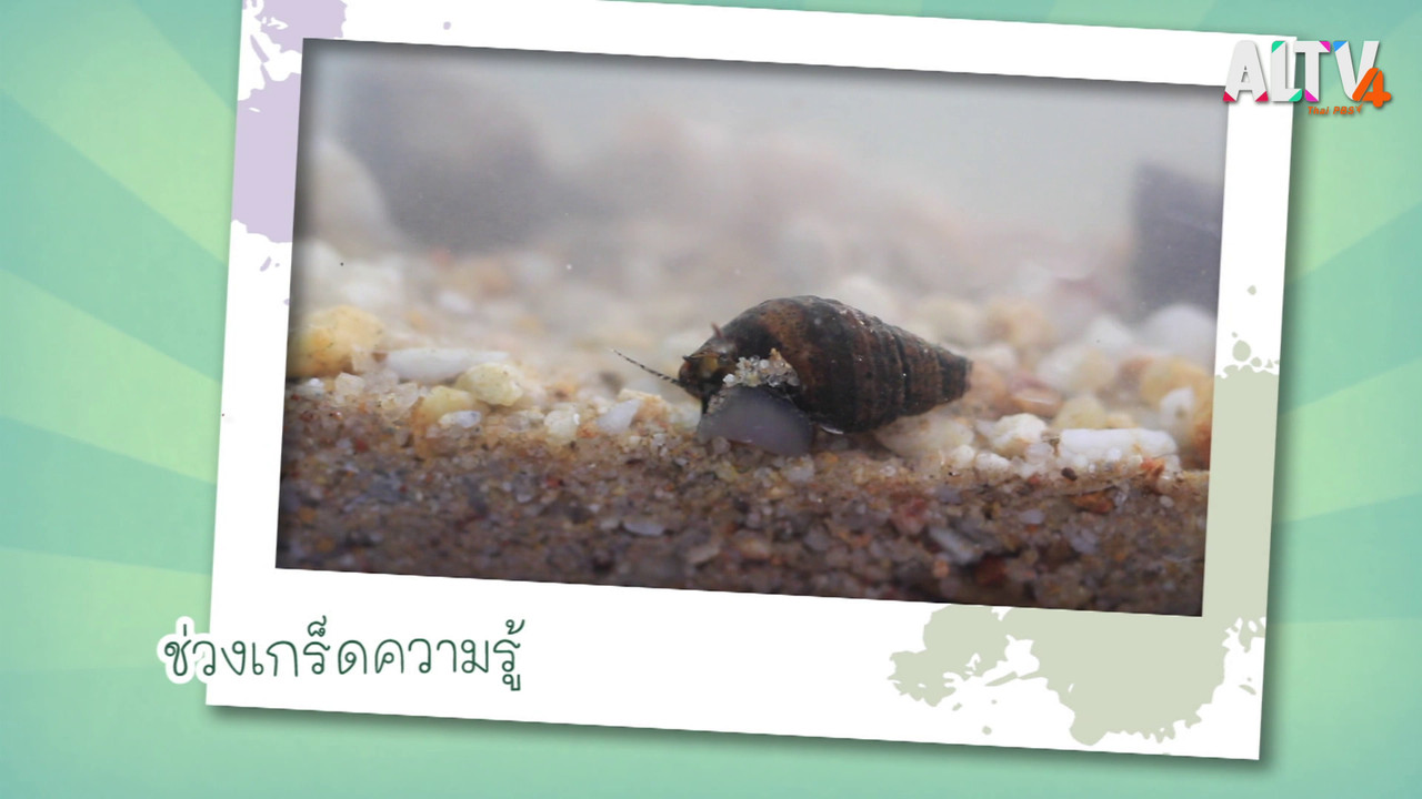 NatureSpy631113-02