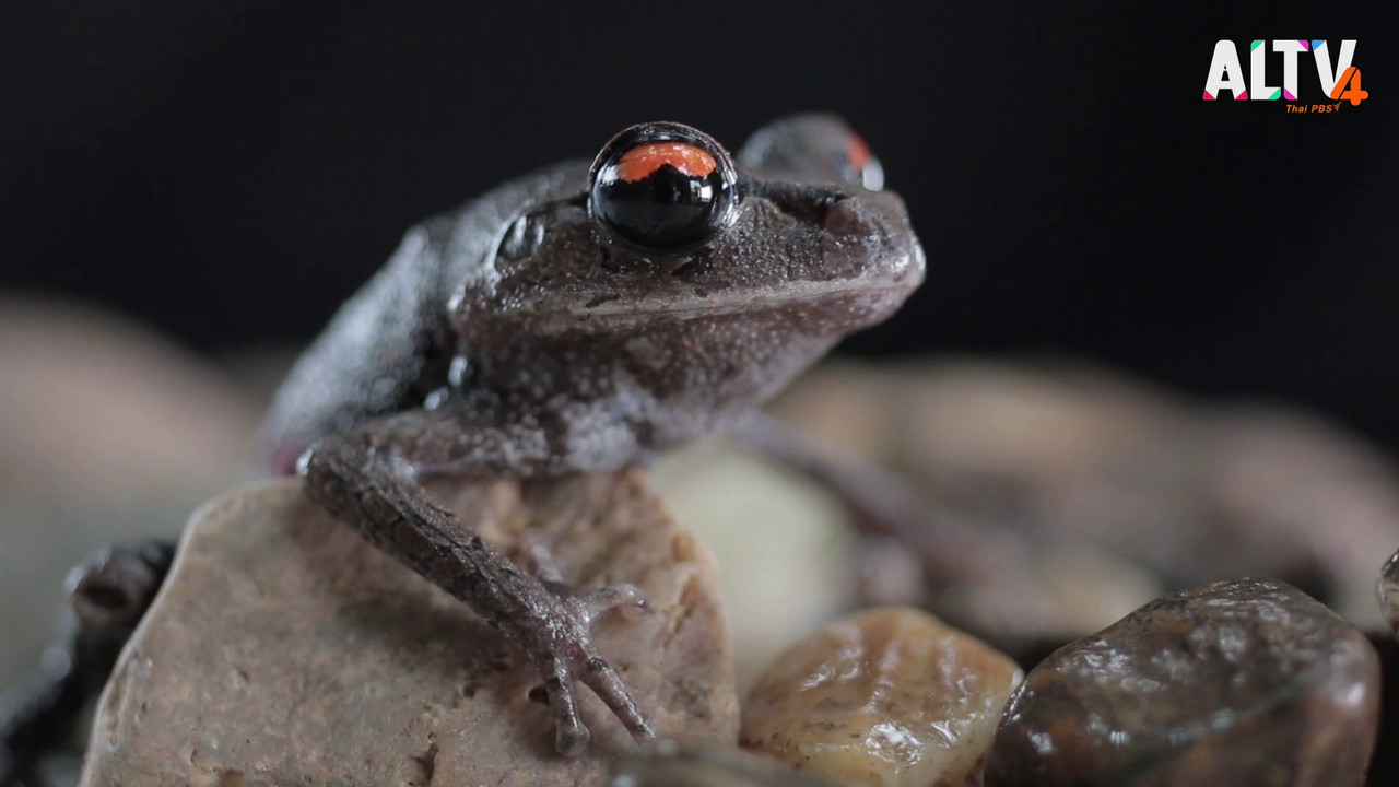 NatureSpy631118-07