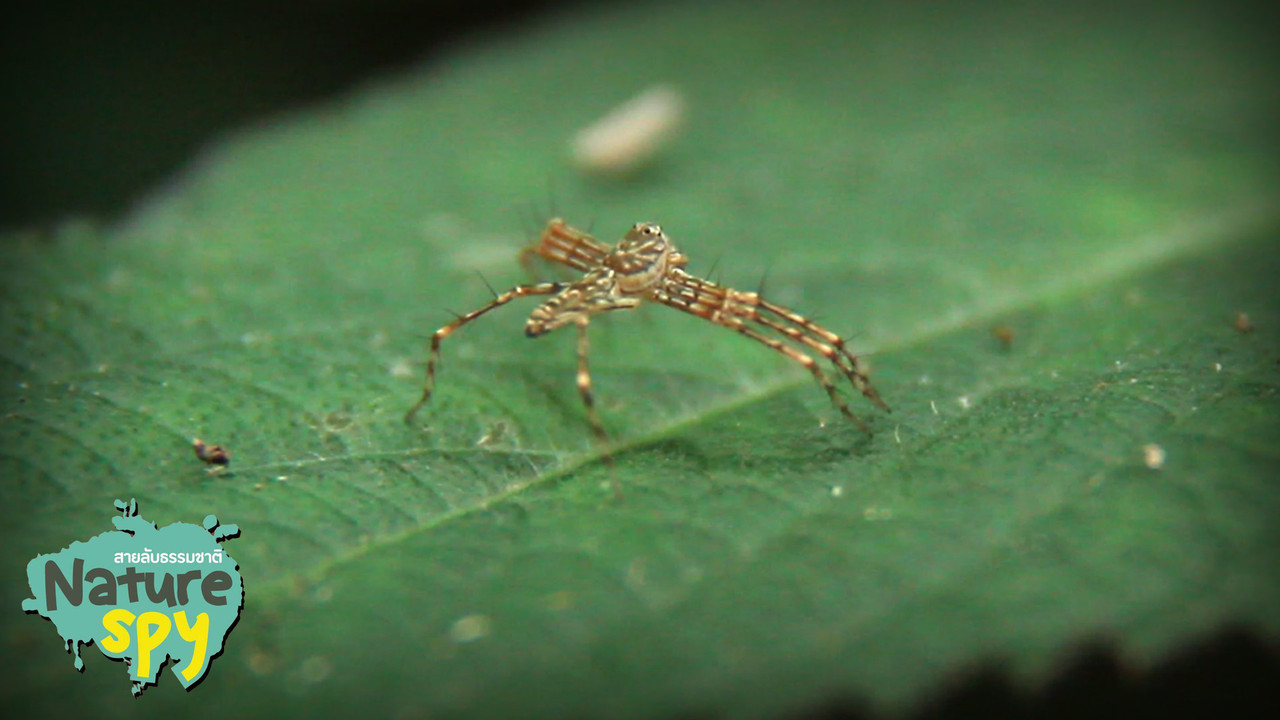 NatureSpy631019-18