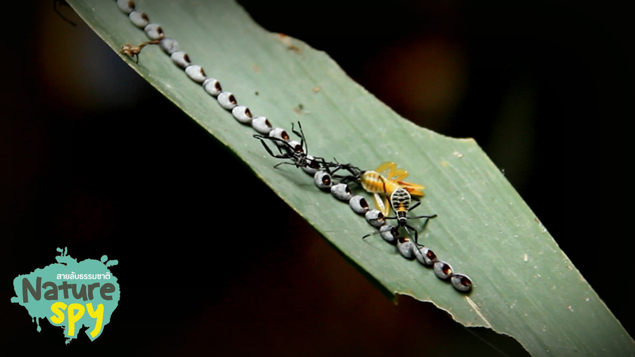NatureSpy631019-20