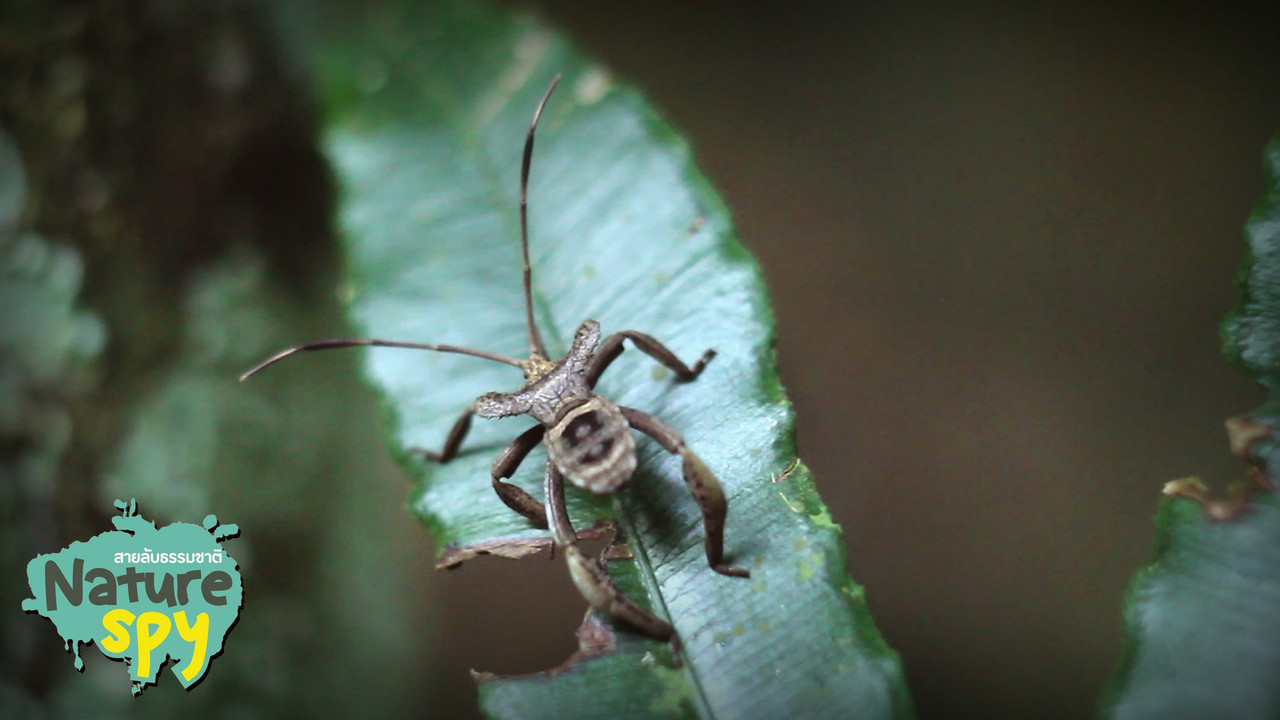 NatureSpy631019-07