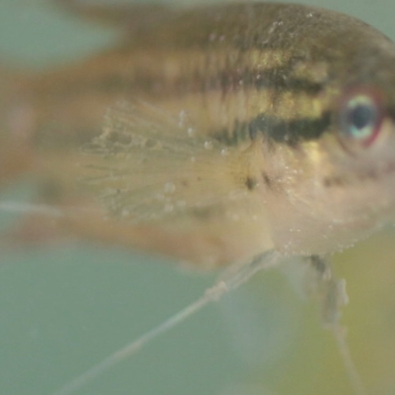 NatureSpy631027-04