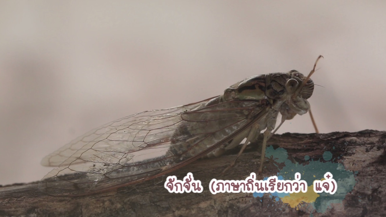 NatureSpy631029-08