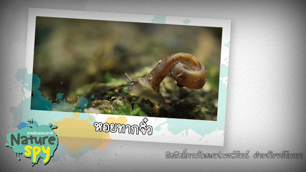 NatureSpy631102-12