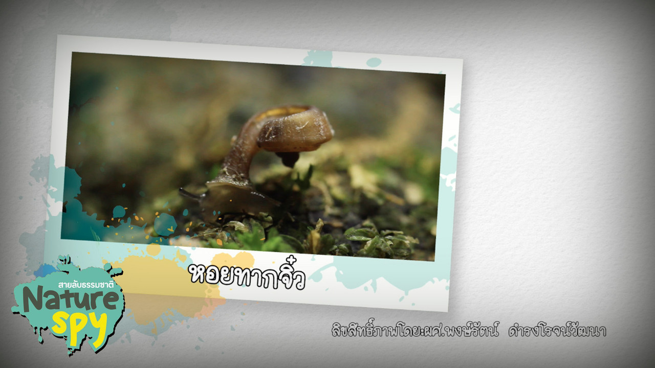 NatureSpy631102-15