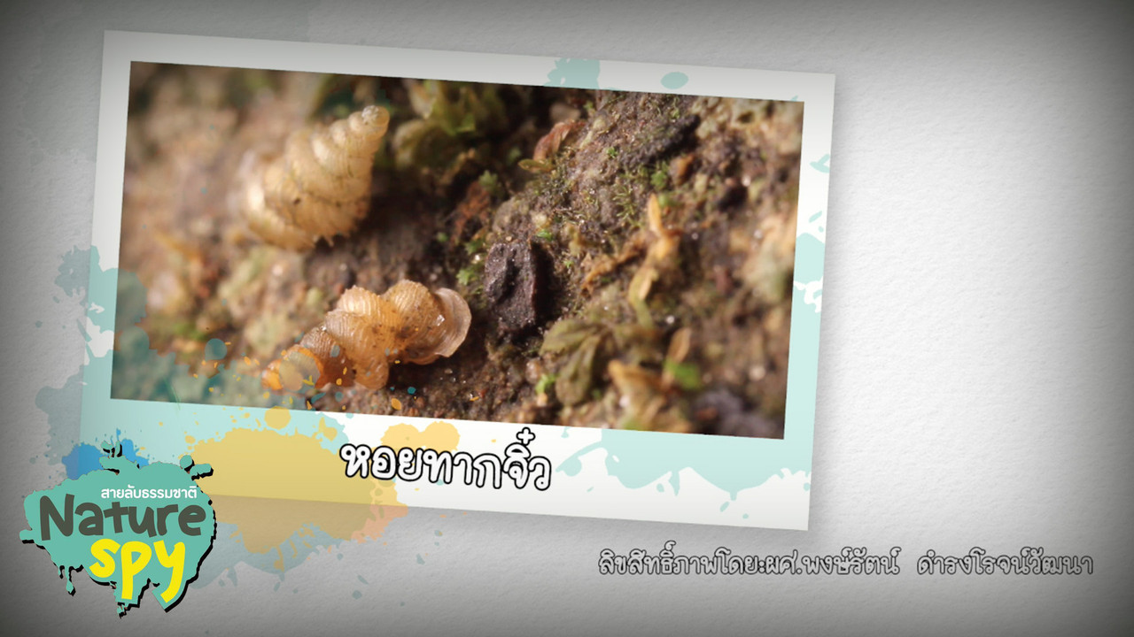 NatureSpy631102-13