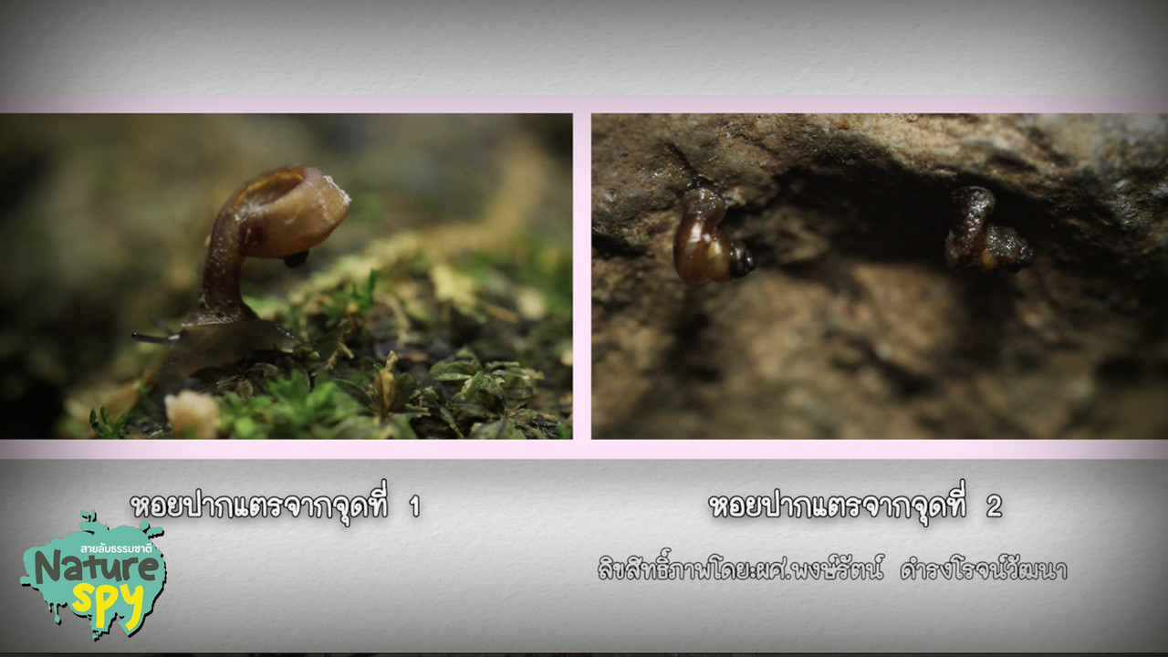 NatureSpy631102-17