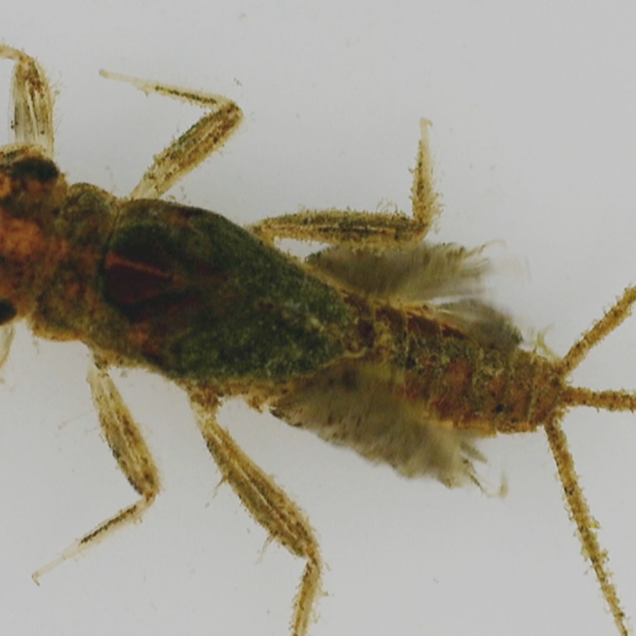 NatureSpy631126-07