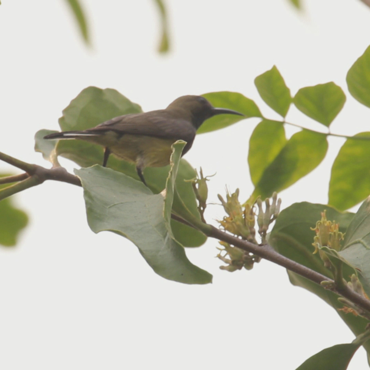 NatureSpy631127-13