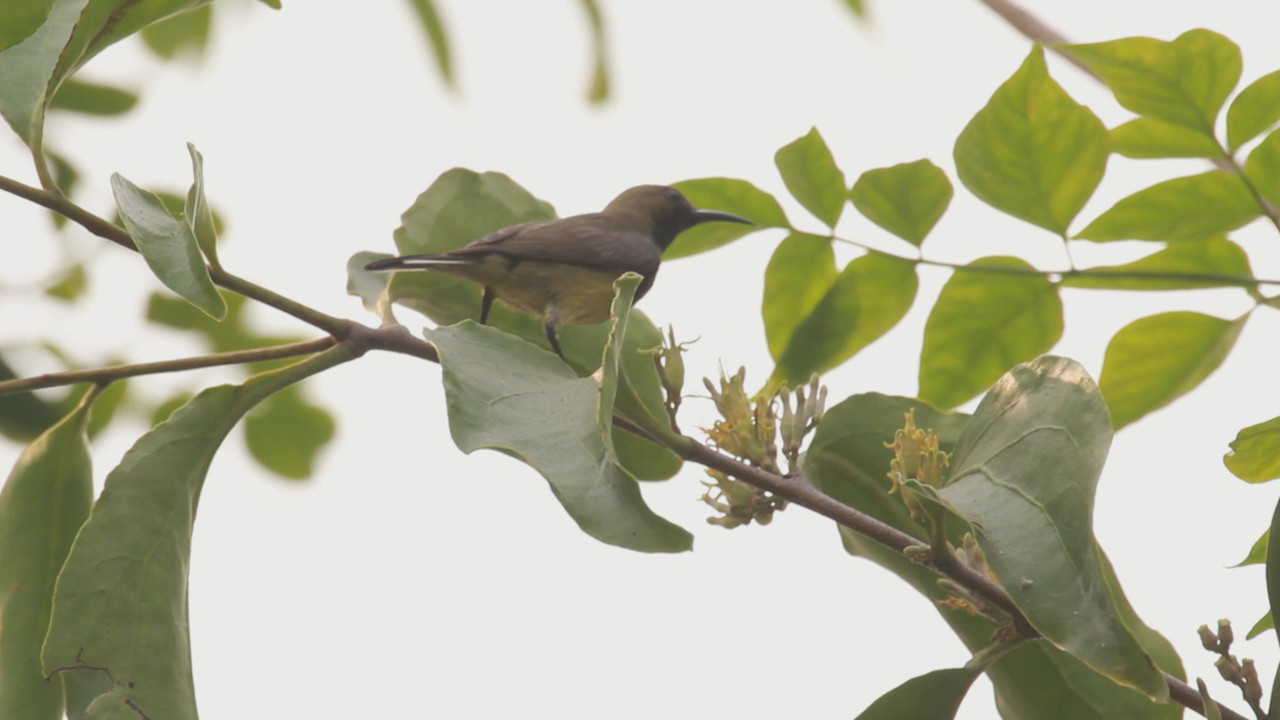 NatureSpy631127-13