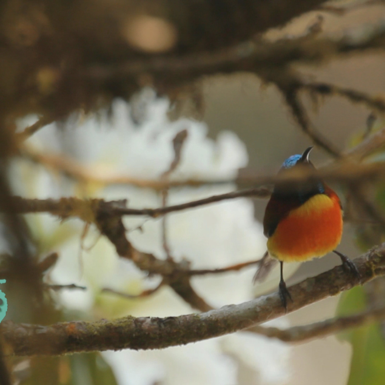 NatureSpy631127-15