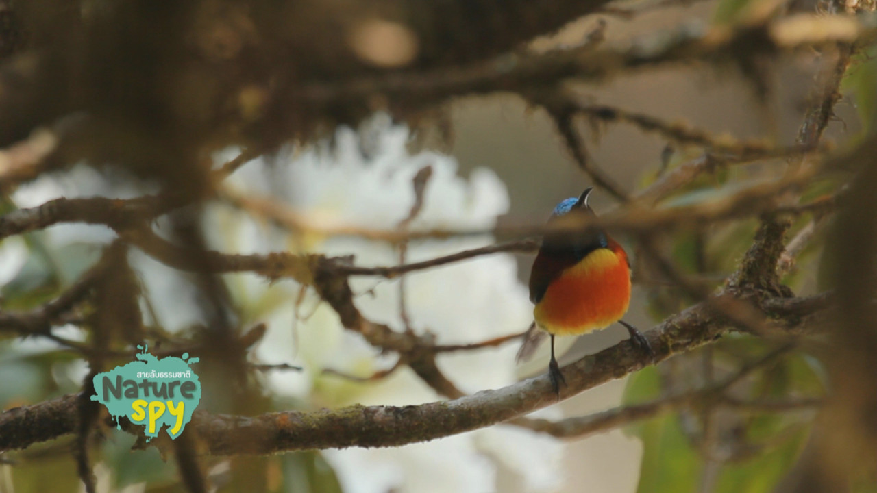 NatureSpy631127-15
