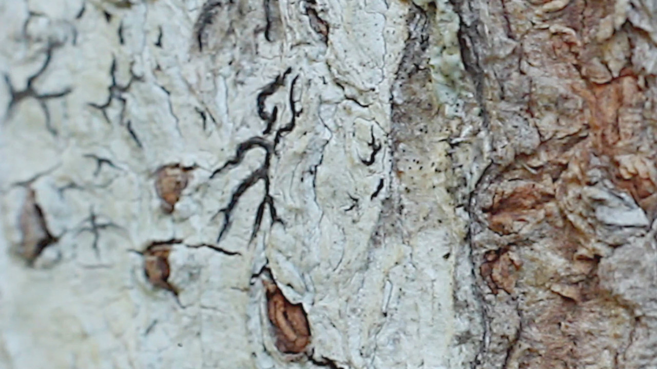 NatureSpy631215-05