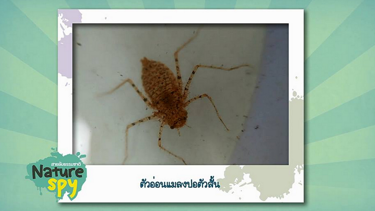 NatureSpy631201-12