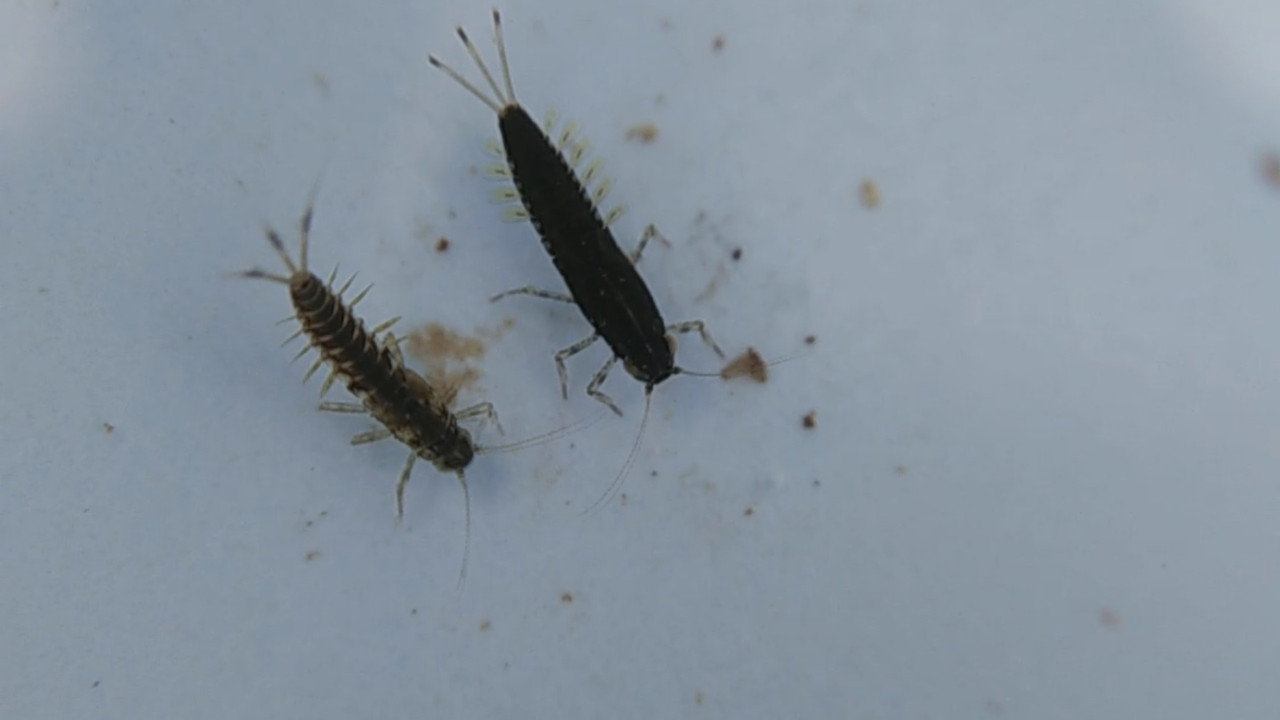 NatureSpy631202-10