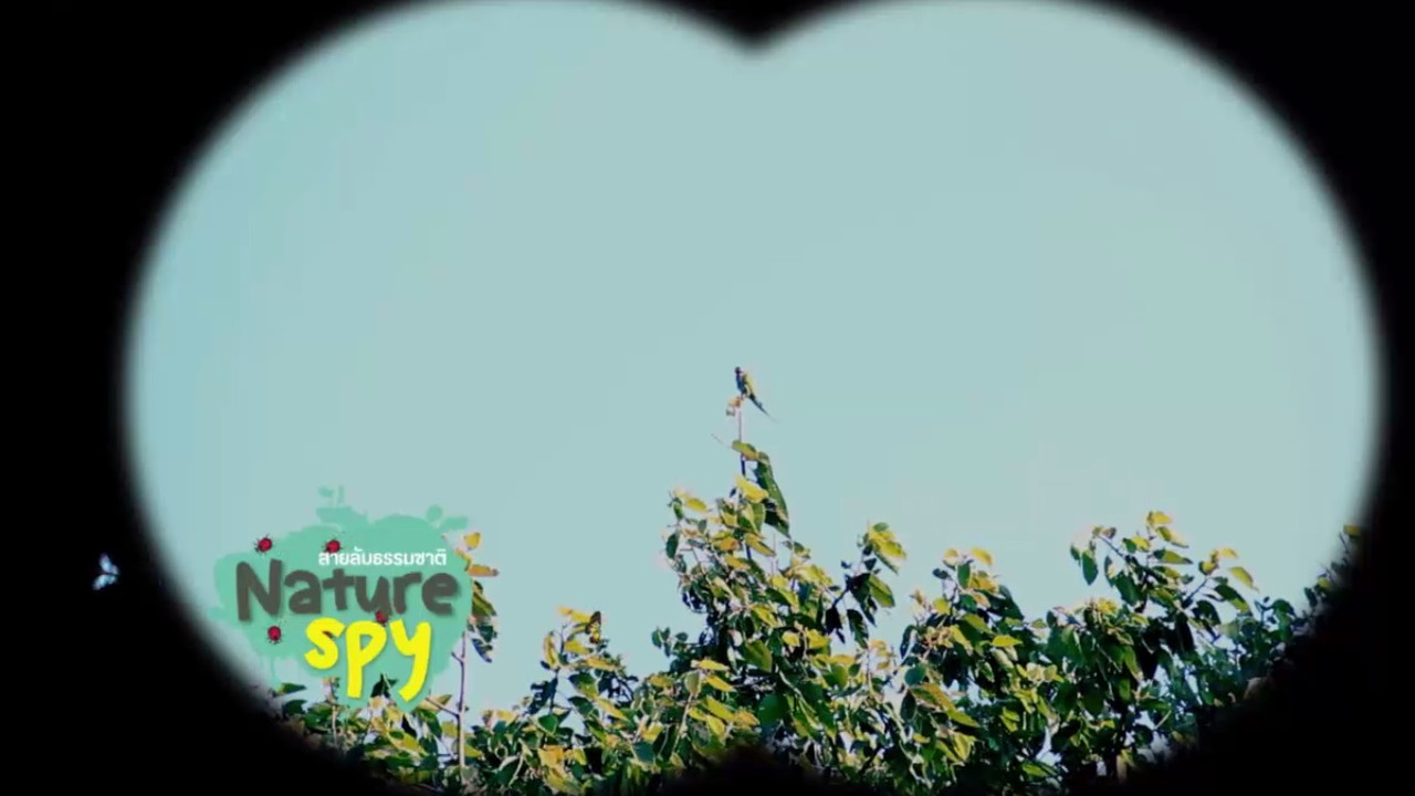NatureSpy631203-7