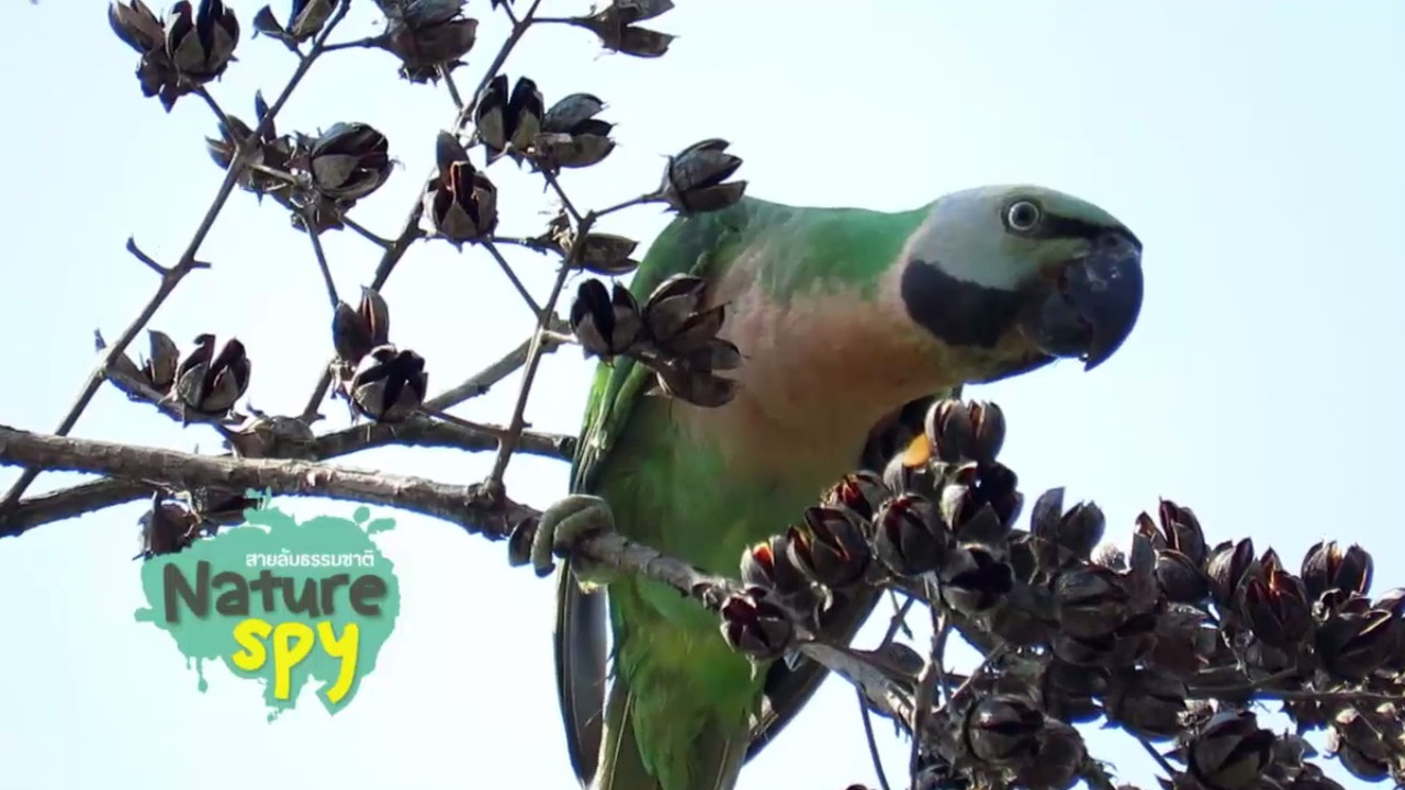 NatureSpy631203-8