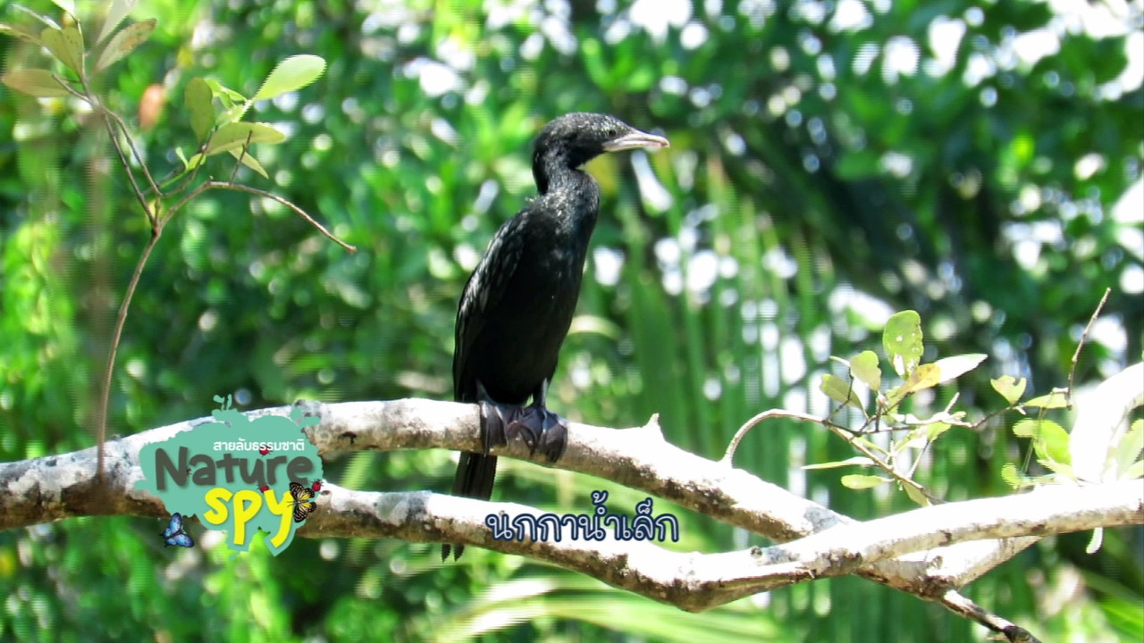 NatureSpy631204-11