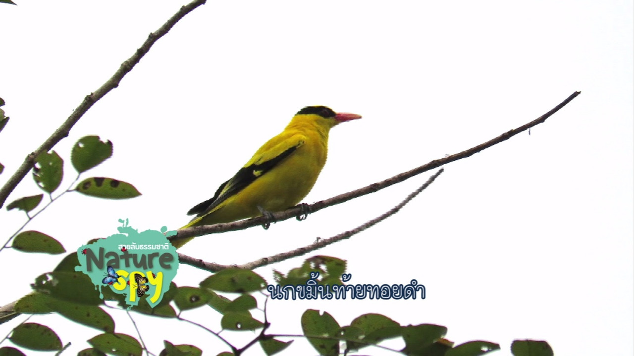 NatureSpy631204-7