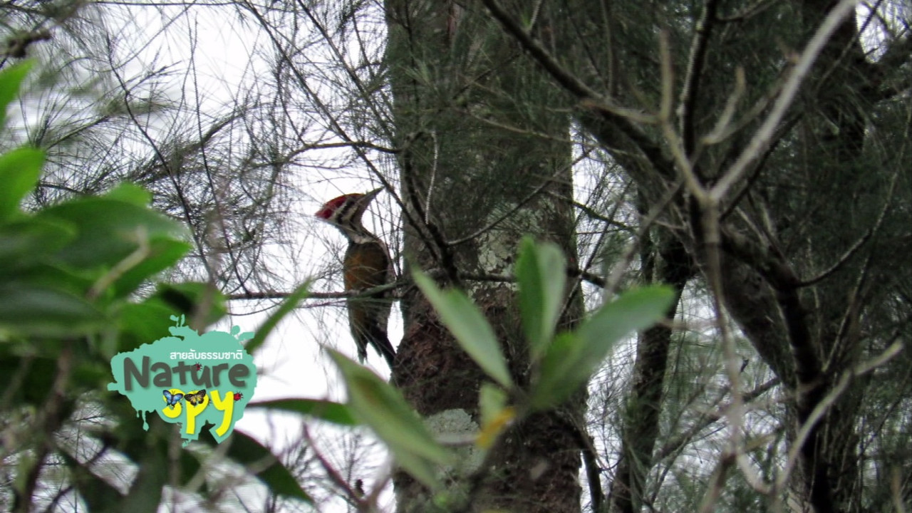 NatureSpy631204-8