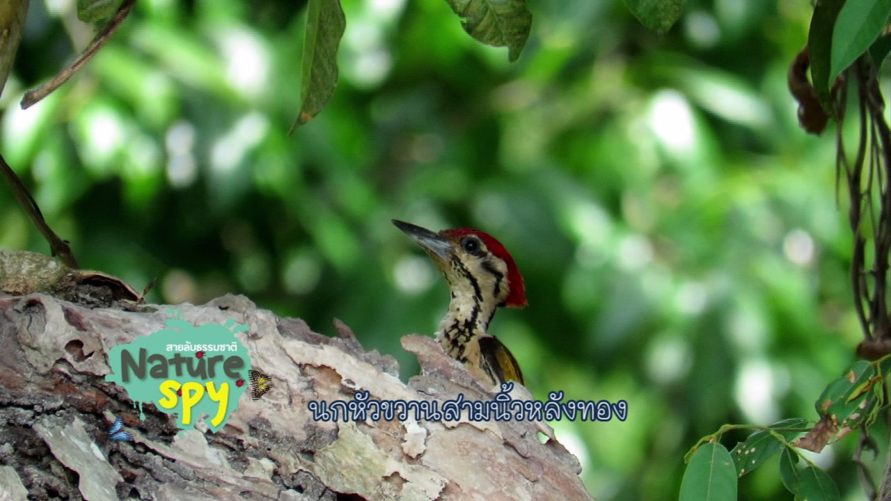 NatureSpy631204-9