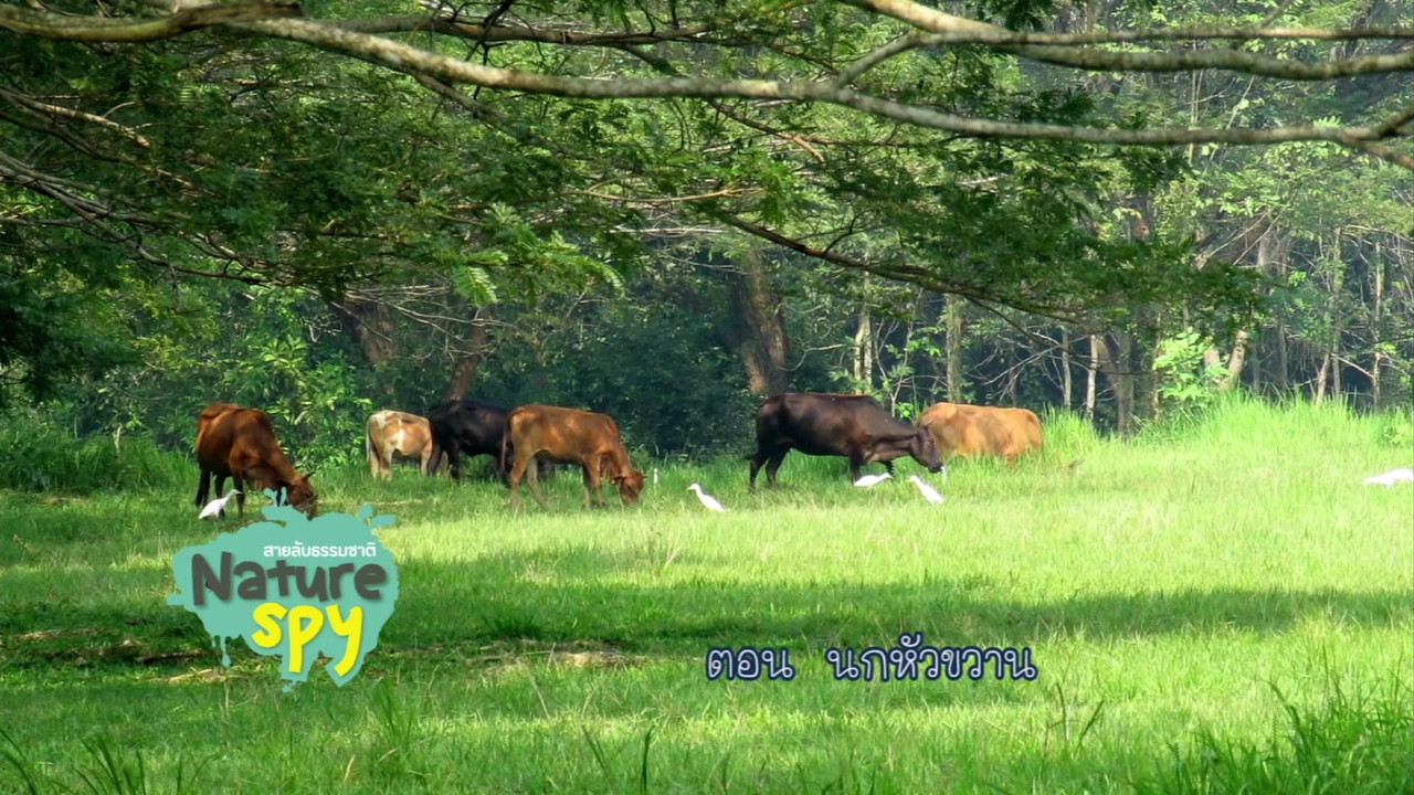 NatureSpy631204-2