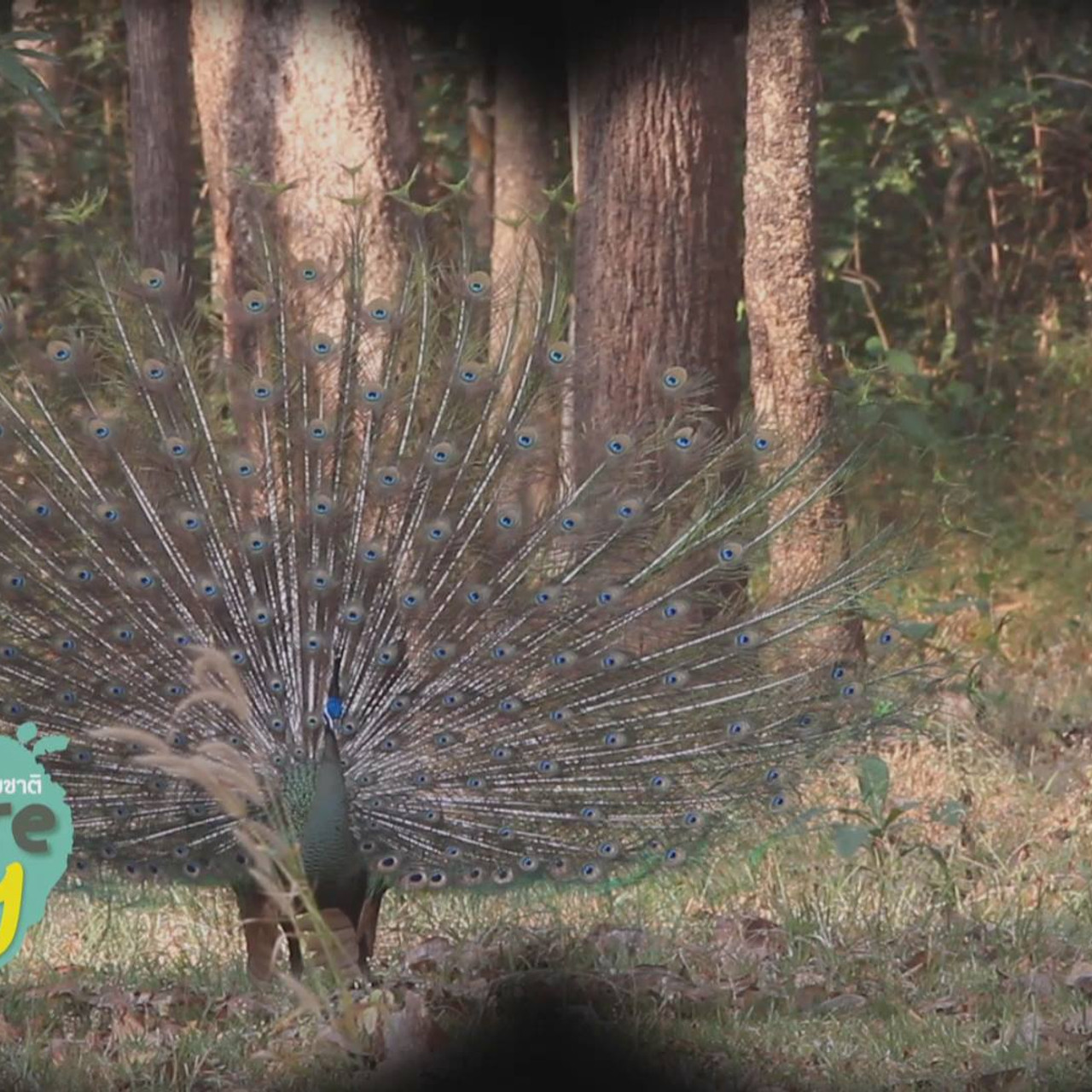 NatureSpy631208-01