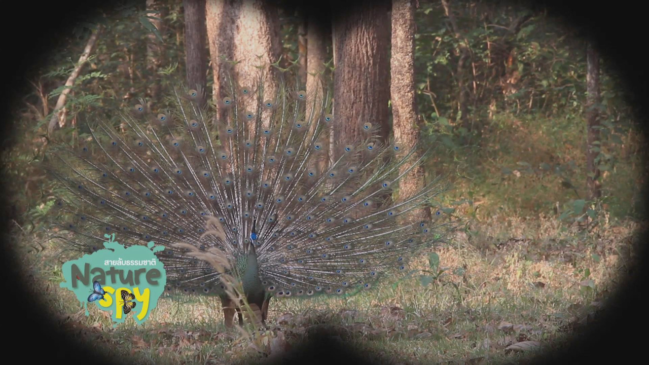 NatureSpy631208-01