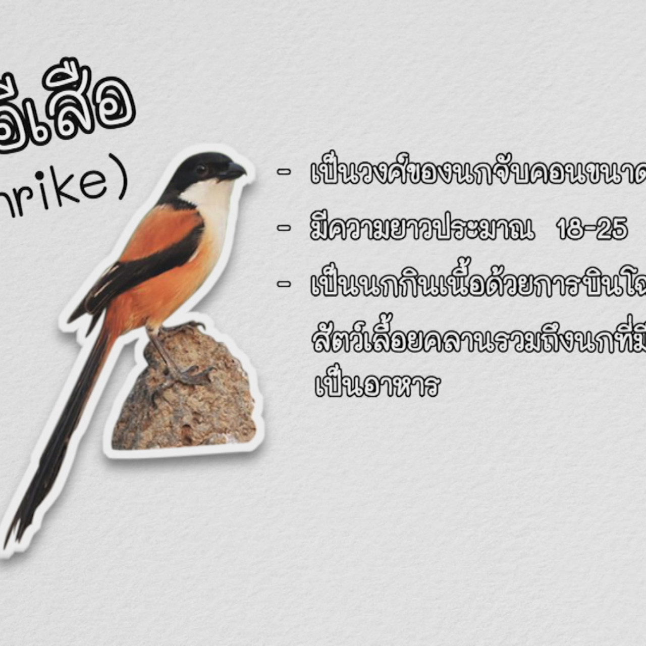 NatureSpy631209-02