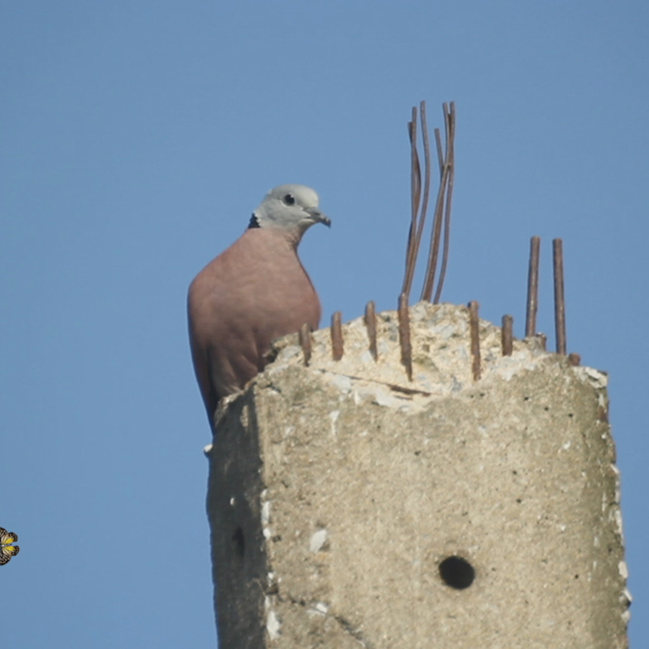 NatureSpy631209-00