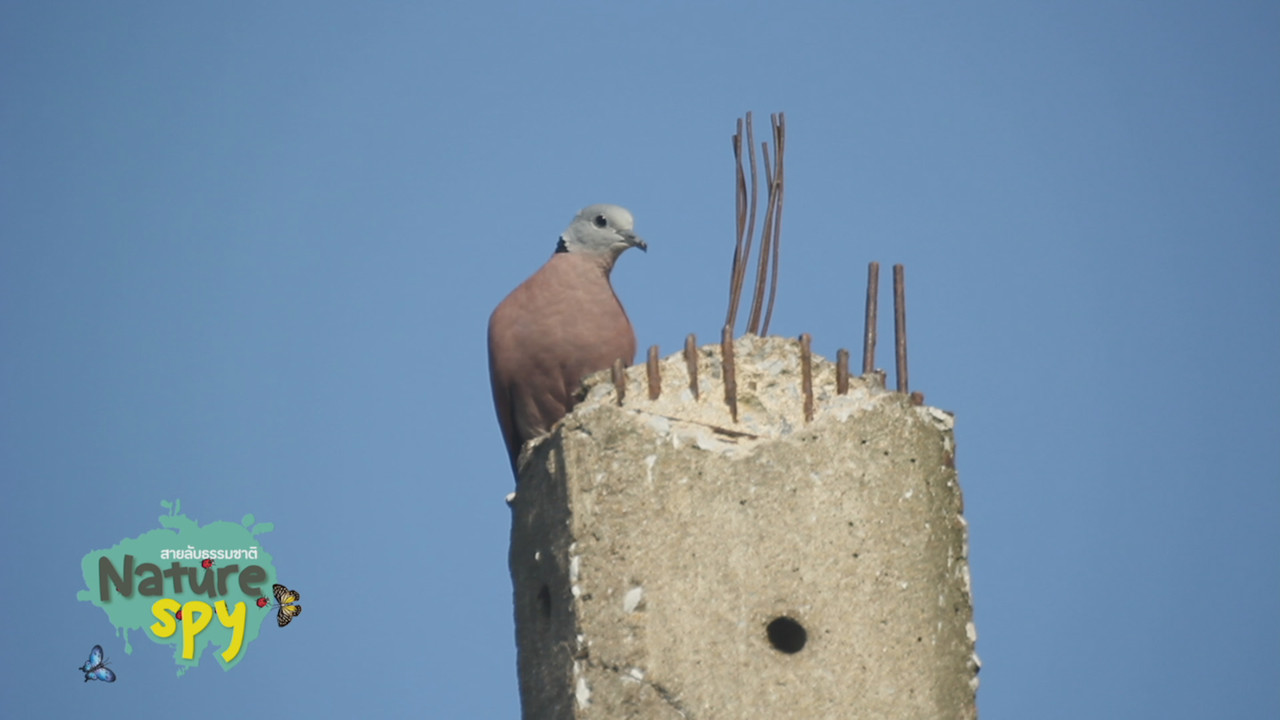 NatureSpy631209-00