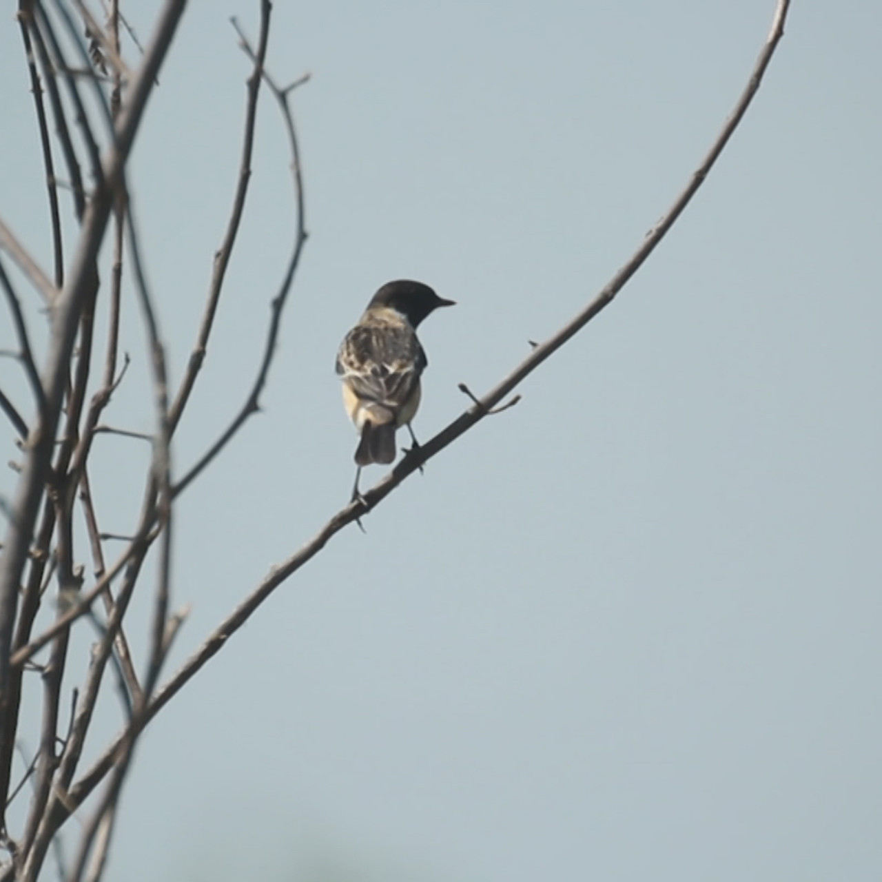 NatureSpy631210-07