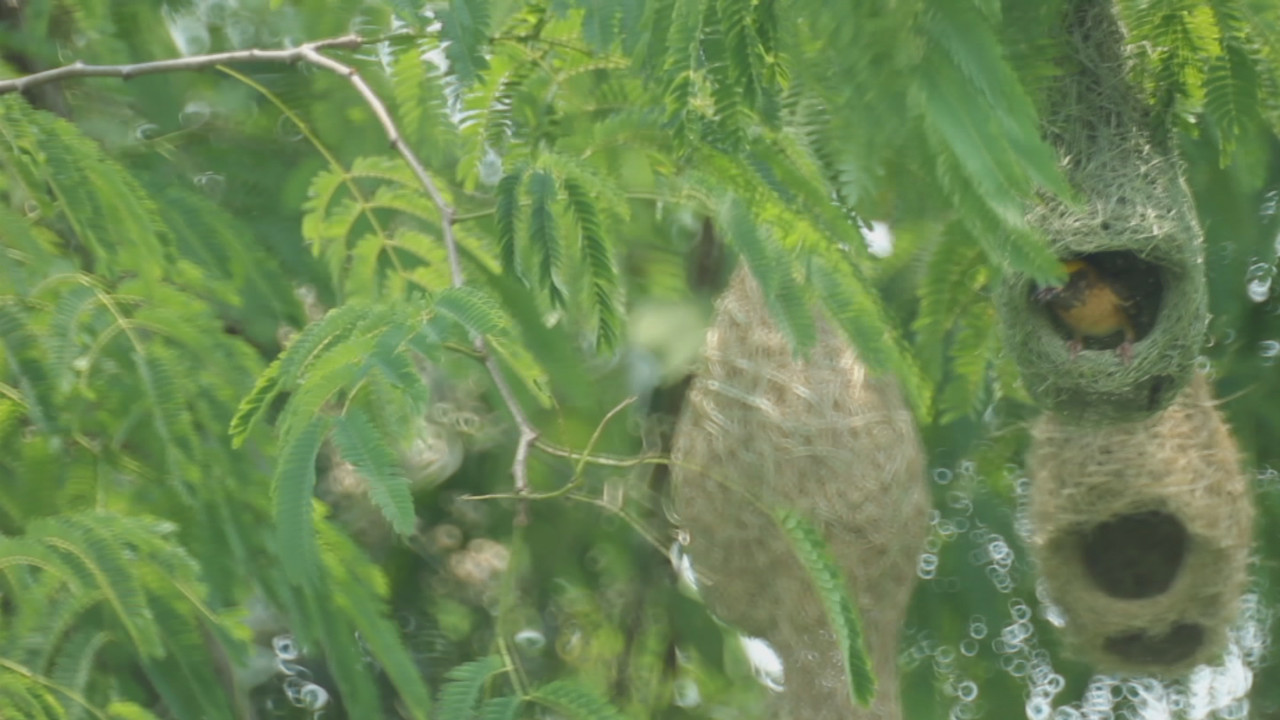 NatureSpy631210-01