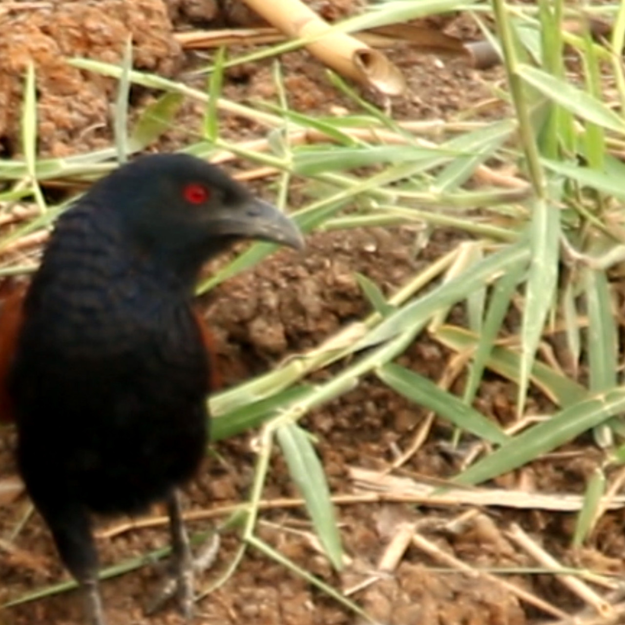 NatureSpy631211-04