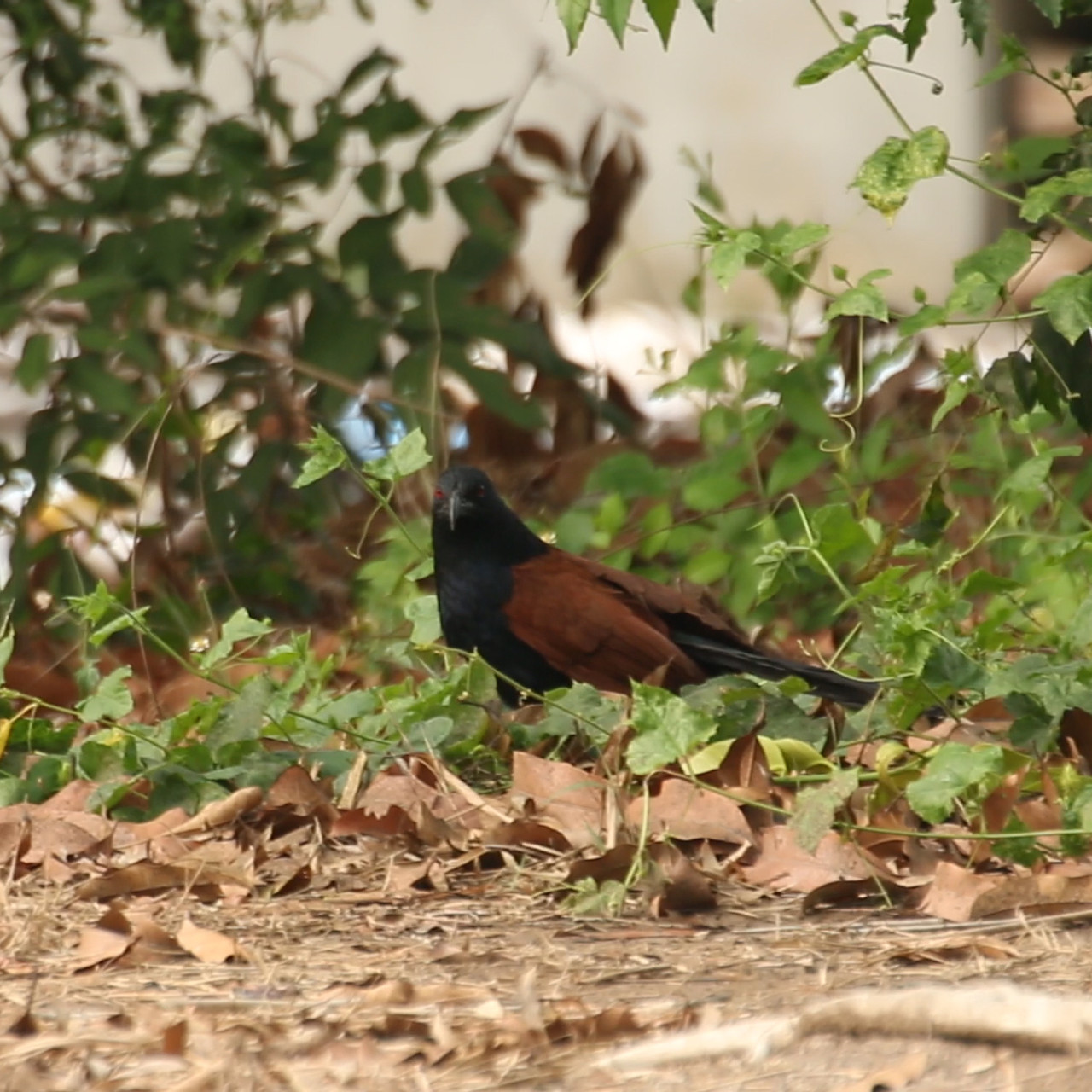 NatureSpy631211-03