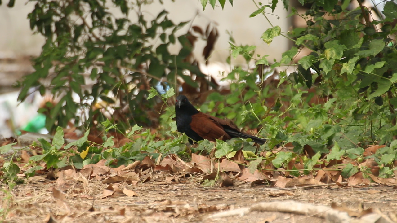 NatureSpy631211-03