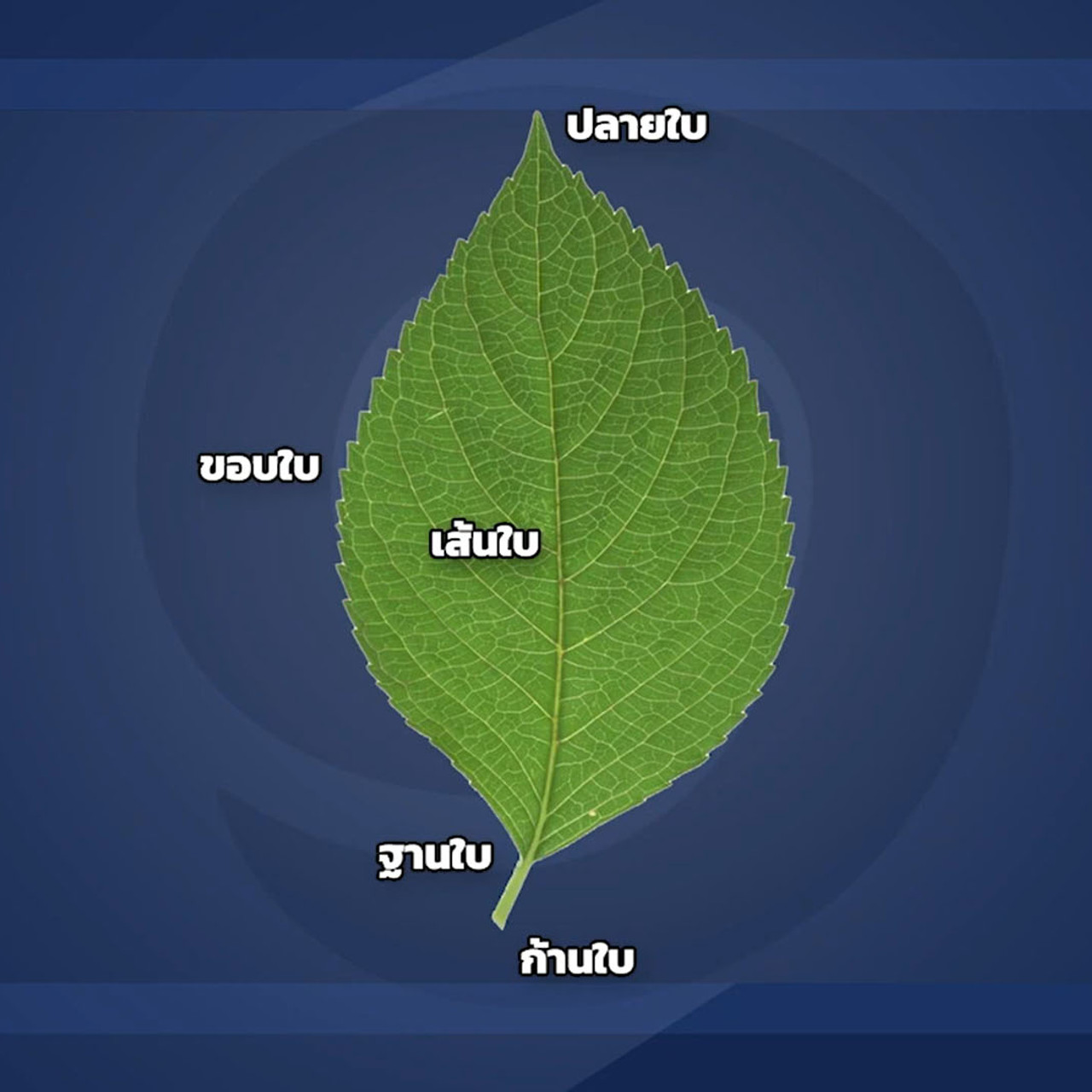 1wit_640101 (3)