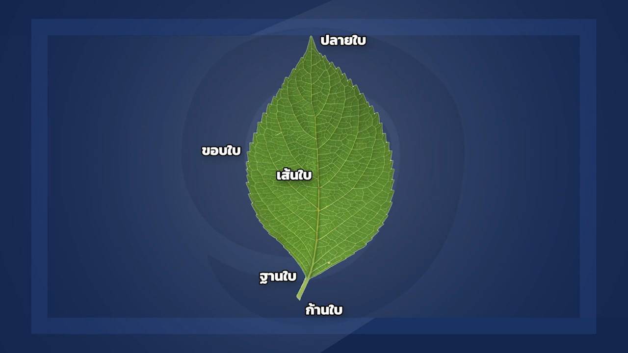 1wit_640101 (3)