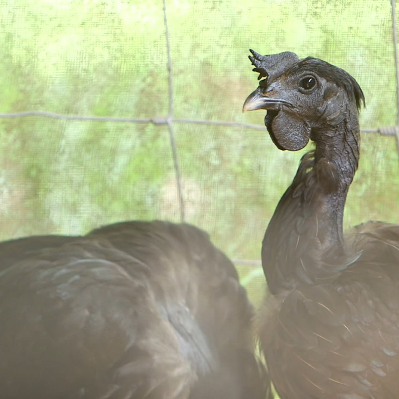 ไก่ดำลูกผสม 5 สายพันธุ์ 1