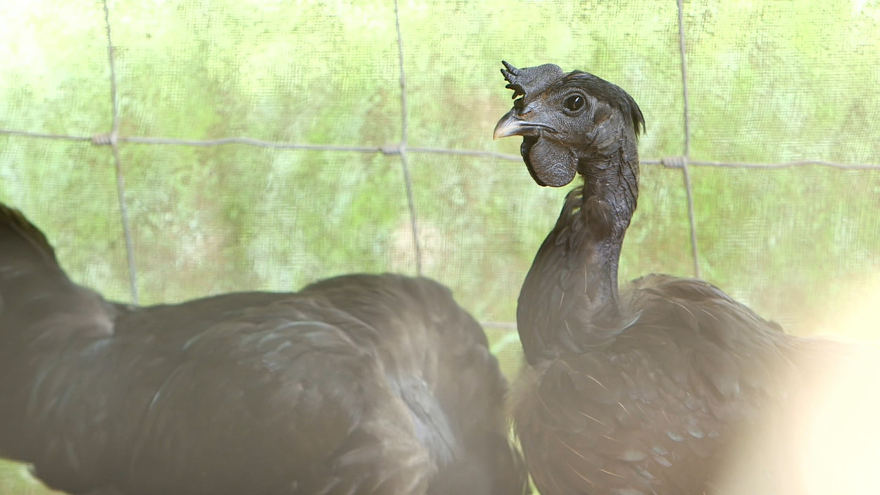 ไก่ดำลูกผสม 5 สายพันธุ์ 1