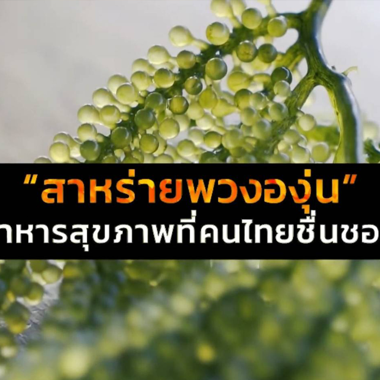 AgedVariety_6411028--(3)