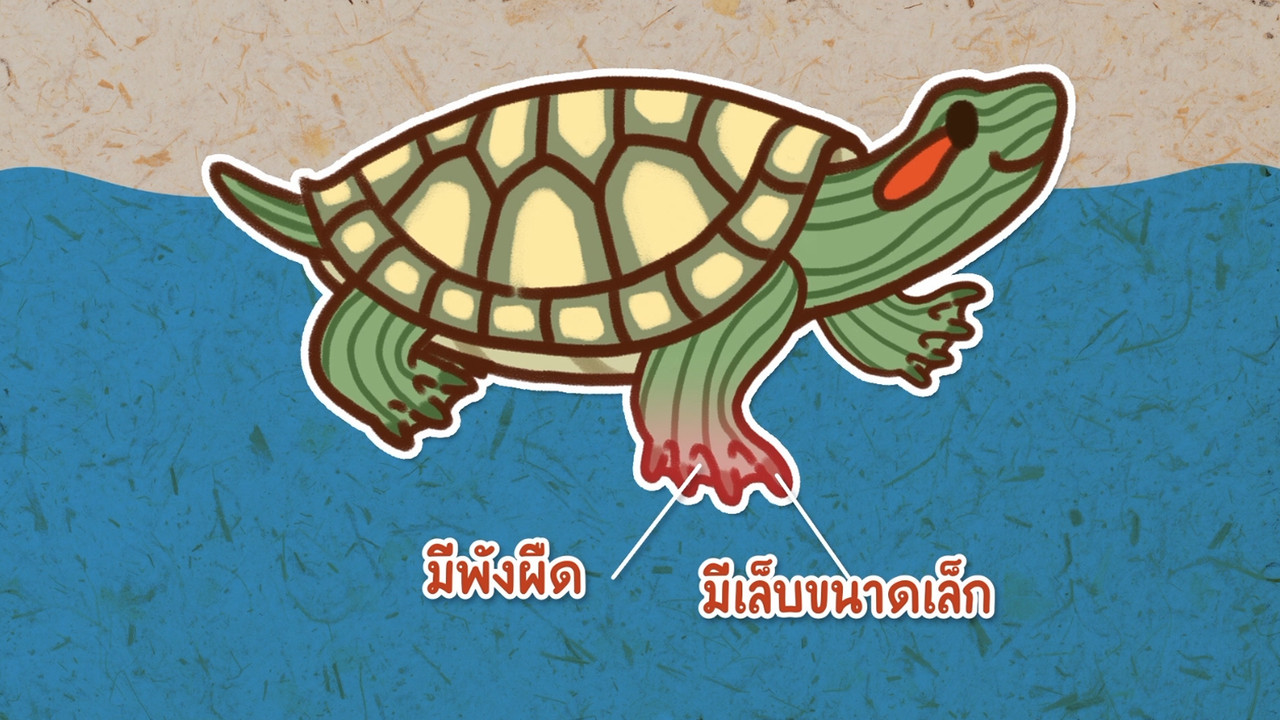SanookCook-641029-4
