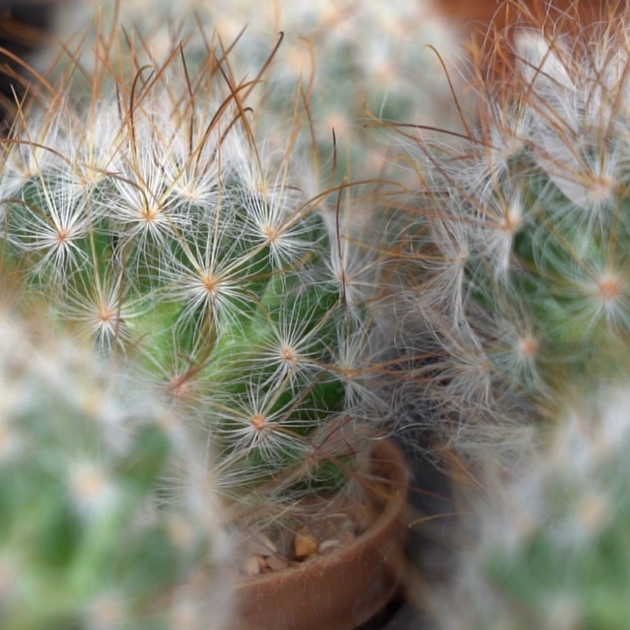 AgedVariety_641202--(1)