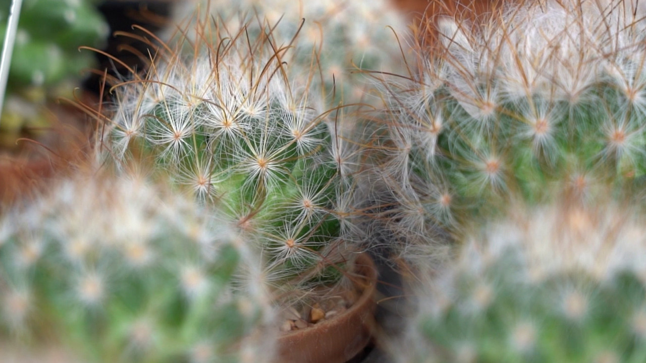 AgedVariety_641202--(1)